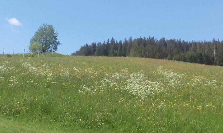 Gasthof Zur Traube